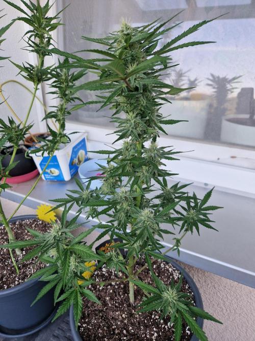 Chemical Candy Auto. Week 9 - 03.07.26 
