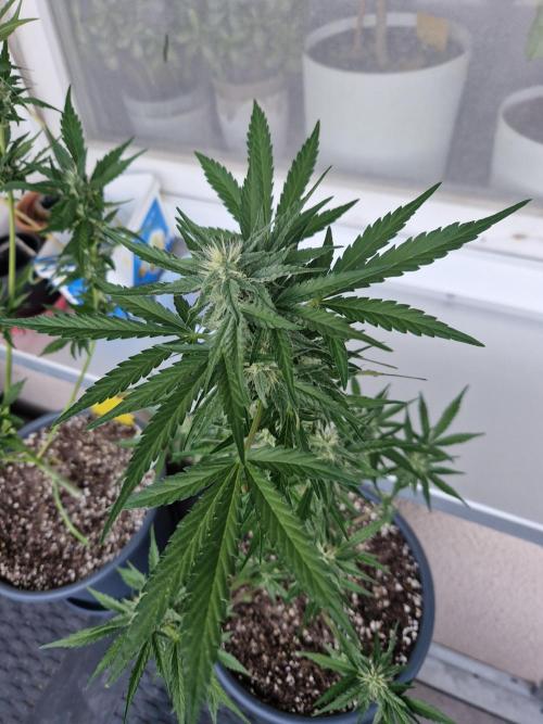 Chemical Candy Auto. Week 9 - 03.07.26 