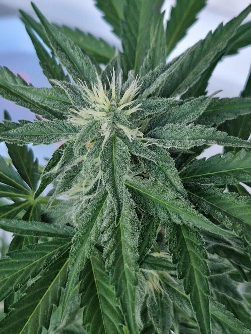 Chemical Candy Auto. Week 9 - 03.07.26 