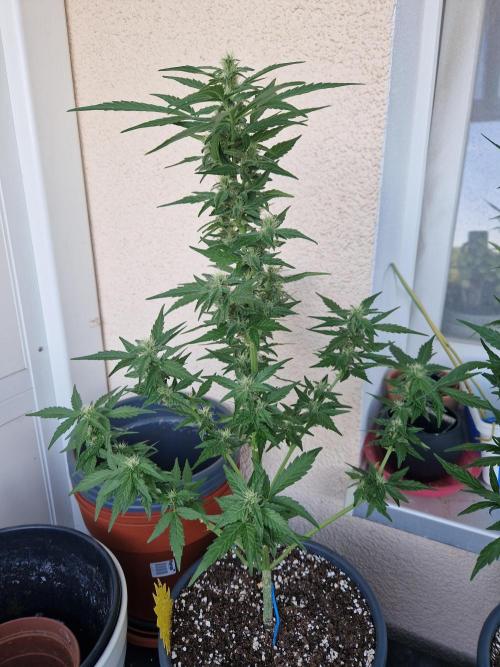 Super Lemon Haze Auto. Week 9 - 03.07.26