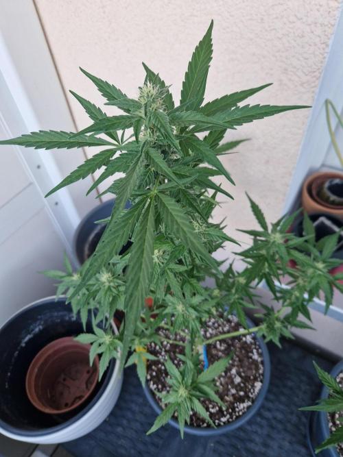 Super Lemon Haze Auto. Week 9 - 03.07.26