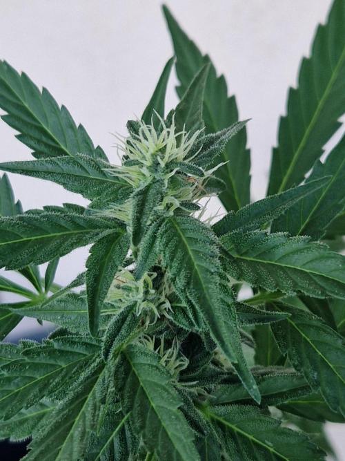 Super Lemon Haze Auto. Week 9 - 03.07.26 