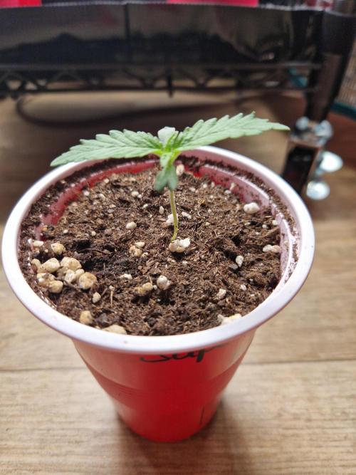 Super Double Cherry. Week 1 - 04.07.26