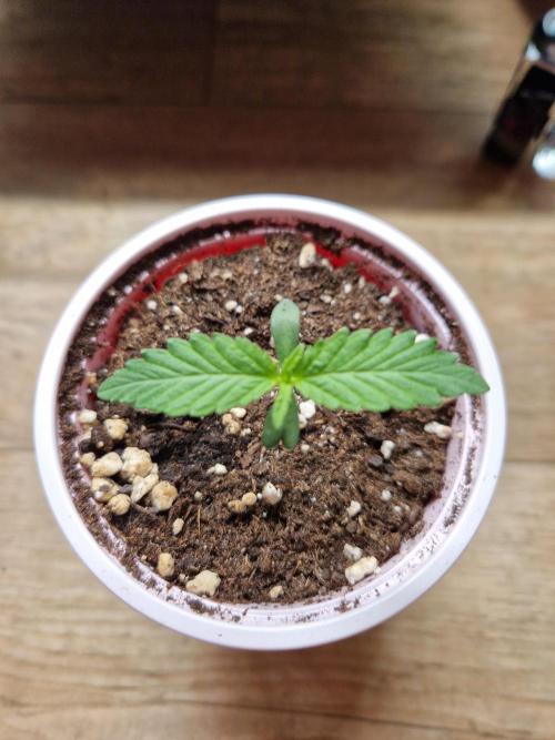 Super Double Cherry. Week 1 - 04.07.26 