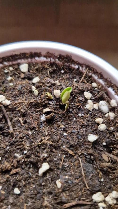 Mentha de Croco Fern Type Pheno #1