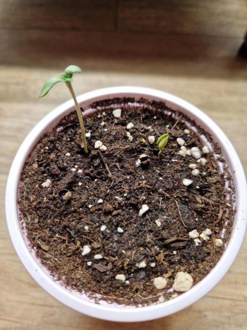 Mentha de Croco Fern Type Pheno #1. Week 1 - 04.07.26