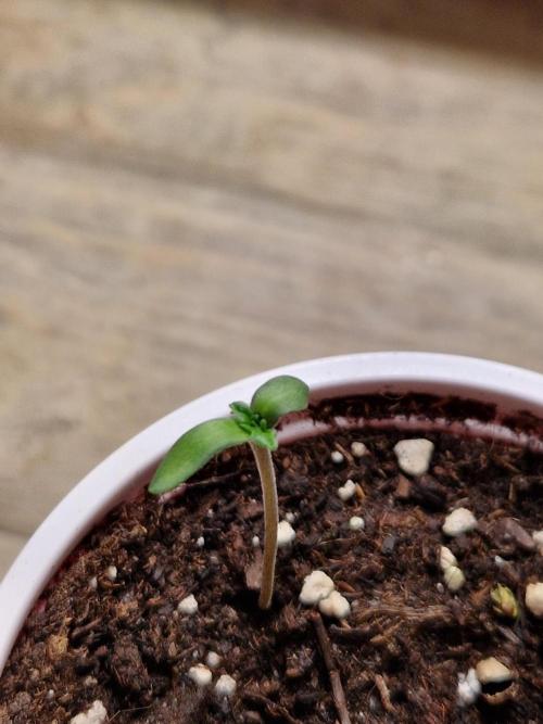 Mentha de Croco Fern Type Pheno #1. Week 1 - 04.07.26