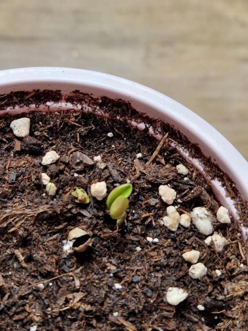 Mentha de Croco Fern Type Pheno #1. Week 1 - 04.07.26