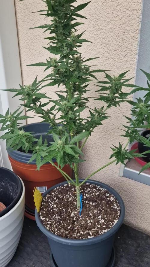 Super Lemon Haze Auto