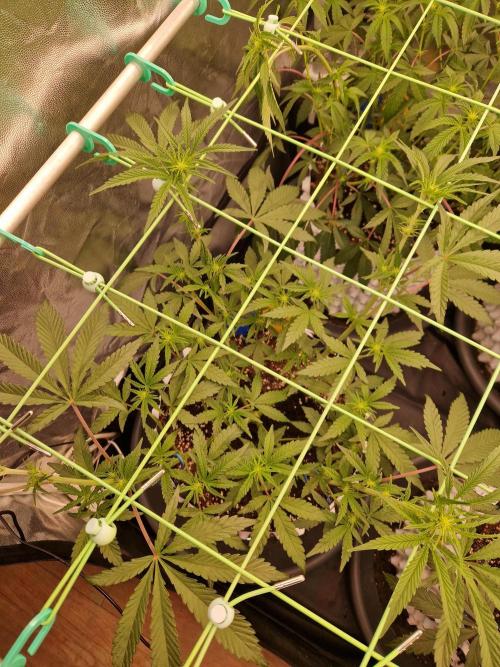 Blucci OG. Week 7 - 05.07.26
