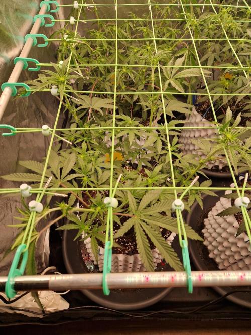 Blucci OG. Week 7 - 05.07.26