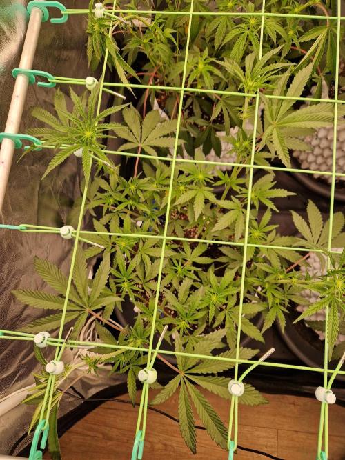 Blucci OG. Week 7 - 05.07.26