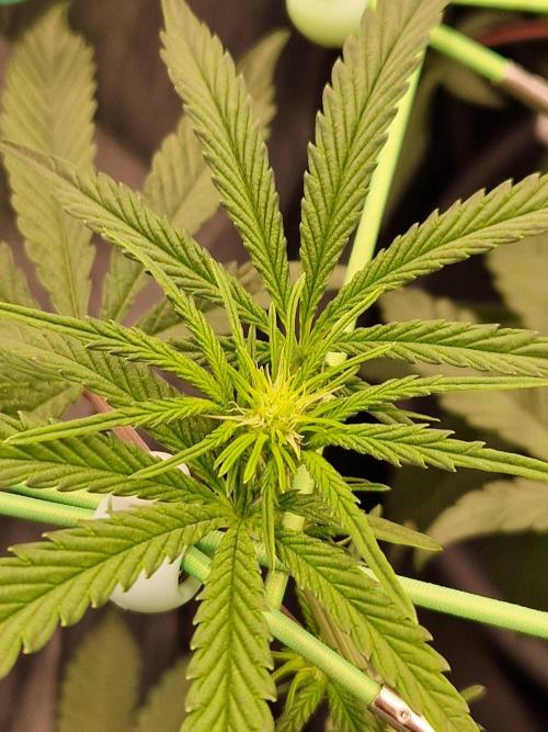 Blucci OG. Week 7 - 05.07.26
