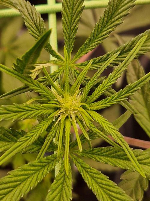 Blucci OG. Week 7 - 05.07.26