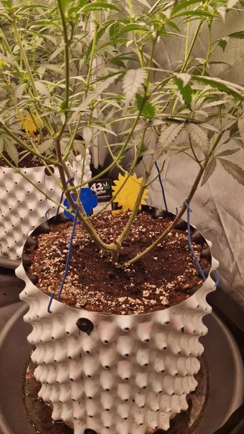 The White Sweet Candy OG One USAGenetics