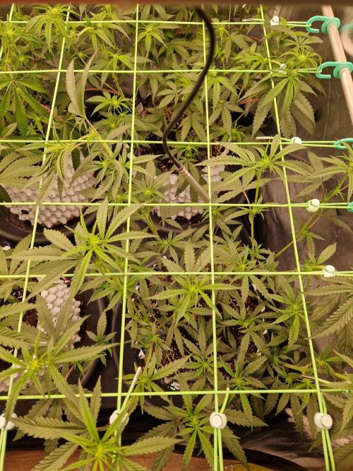 The White Sweet Candy OG One USAGenetics. Week 12 - 05.07.26 