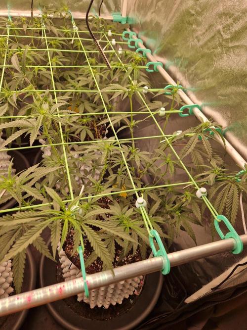 The White Sweet Candy OG One USAGenetics. Week 12 - 05.07.26 