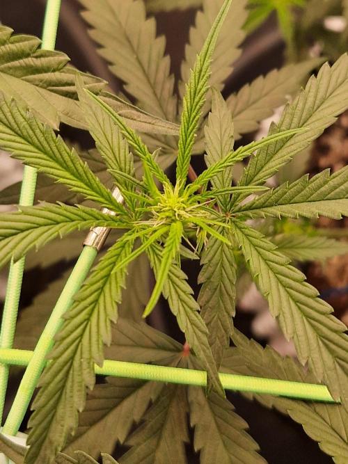 The White Sweet Candy OG One USAGenetics. Week 12 - 05.07.26 