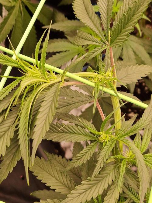 The White Sweet Candy OG One USAGenetics. Week 12 - 05.07.26 