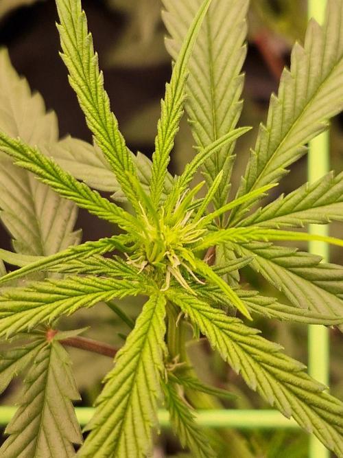 The White Sweet Candy OG One USAGenetics. Week 12 - 05.07.26 