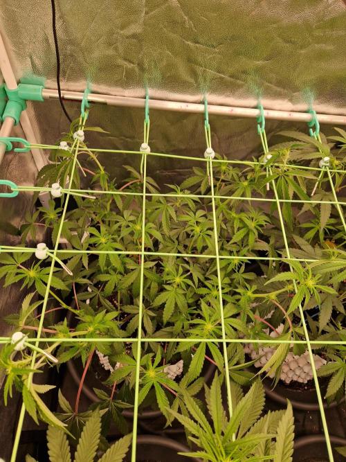 Bluzcotti Vaders Cut (2026). Week 9 - 05.07.26 