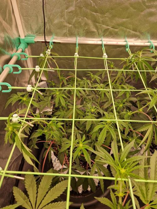 Bluzcotti Vaders Cut (2026). Week 9 - 05.07.26 
