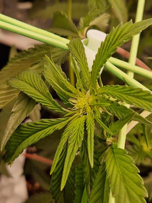 Bluzcotti Vaders Cut (2026). Week 9 - 05.07.26 