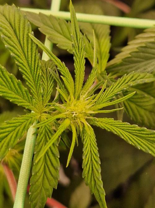 Bluzcotti Vaders Cut (2026). Week 9 - 05.07.26 
