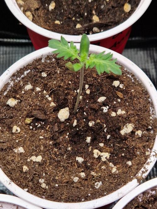 Mentha de Croco Fern Type Pheno #1. Week 1 - 08.07.26