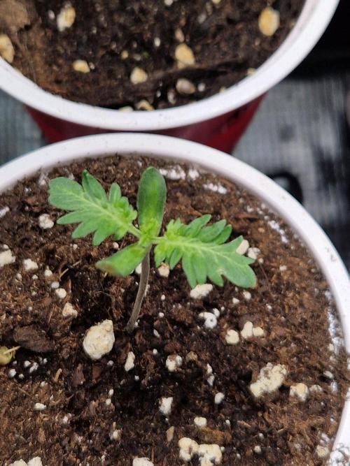 Mentha de Croco Fern Type Pheno #1. Week 1 - 08.07.26