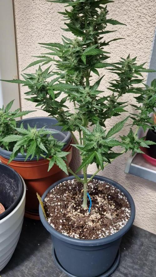 Super Lemon Haze Auto