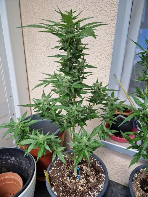 Super Lemon Haze Auto. Week 10 - 10.07.26