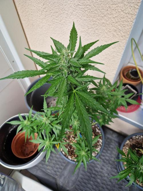 Super Lemon Haze Auto. Week 10 - 10.07.26