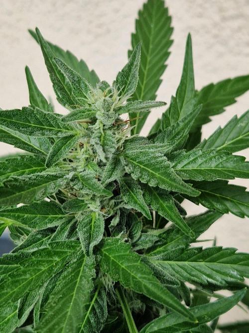 Super Lemon Haze Auto. Week 10 - 10.07.26