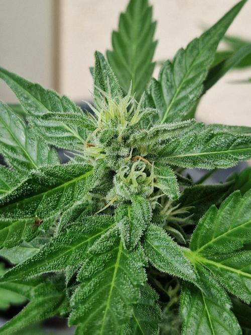 Super Lemon Haze Auto. Week 10 - 10.07.26 