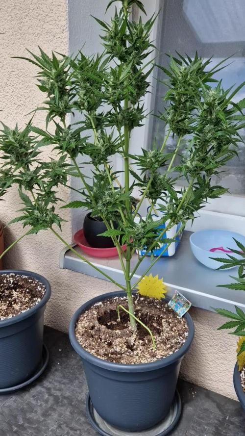 Pineapple Slush XL Auto