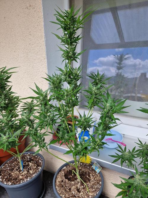 Pineapple Slush XL Auto. Week 10 - 10.07.26 