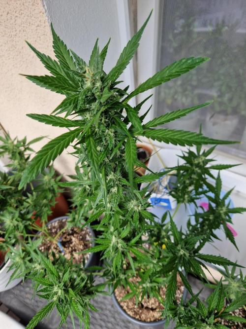 Pineapple Slush XL Auto. Week 10 - 10.07.26 