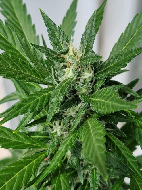 Pineapple Slush XL Auto. Week 10 - 10.07.26 