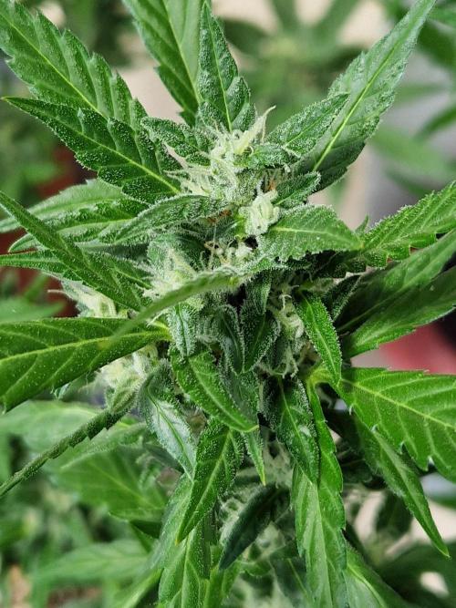 Pineapple Slush XL Auto. Week 10 - 10.07.26 