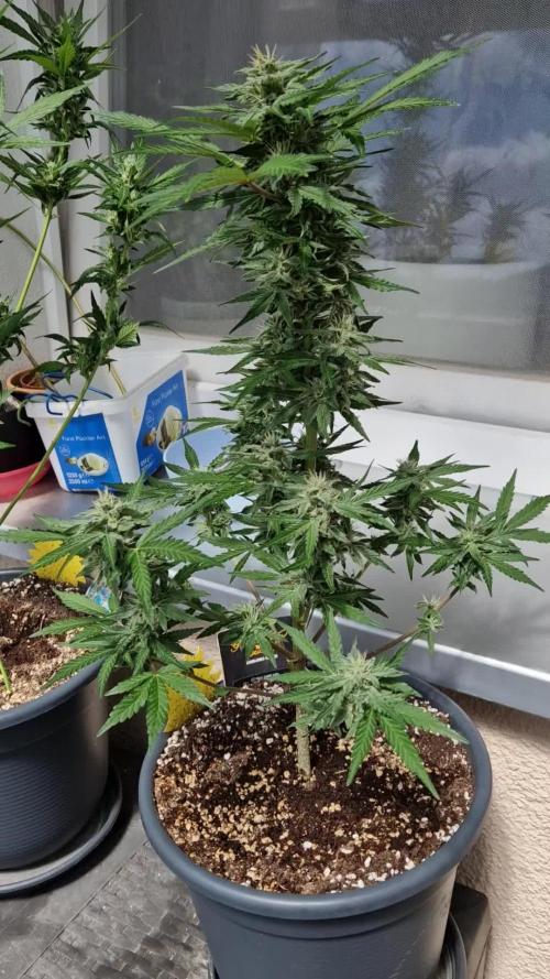 Chemical Candy Auto