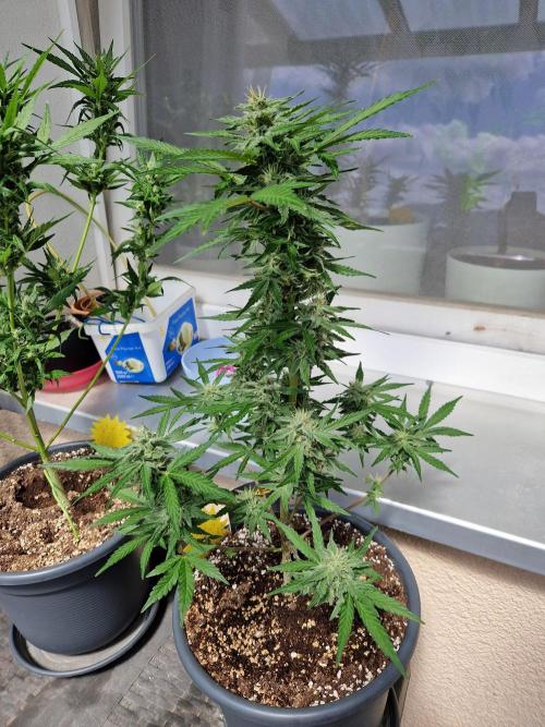 Chemical Candy Auto. Week 10 - 10.07.26 