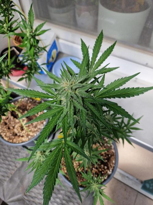 Chemical Candy Auto. Week 10 - 10.07.26 