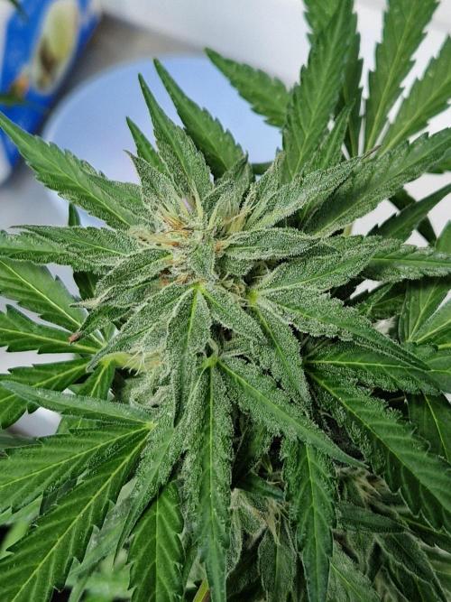Chemical Candy Auto. Week 10 - 10.07.26 
