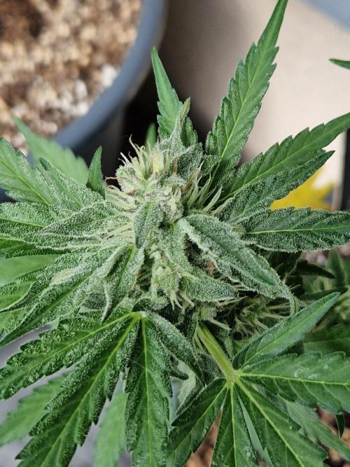 Chemical Candy Auto. Week 10 - 10.07.26 