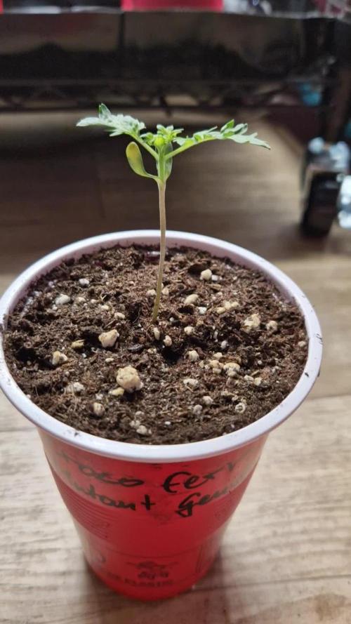 Mentha de Croco Fern Type Pheno #1