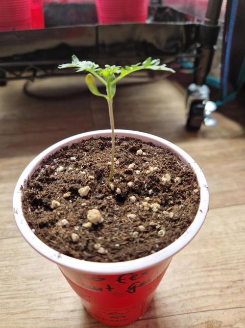 Mentha de Croco Fern Type Pheno #1. Week 2 - 10.07.26