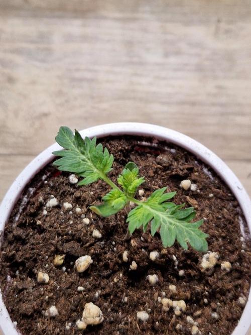 Mentha de Croco© Fern. Week 2