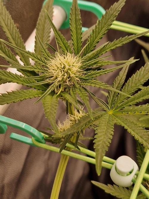 Blucci OG. Week 8 - 11.07.26