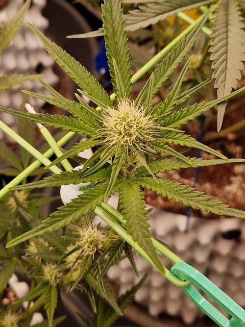 Blucci OG. Week 8 - 11.07.26